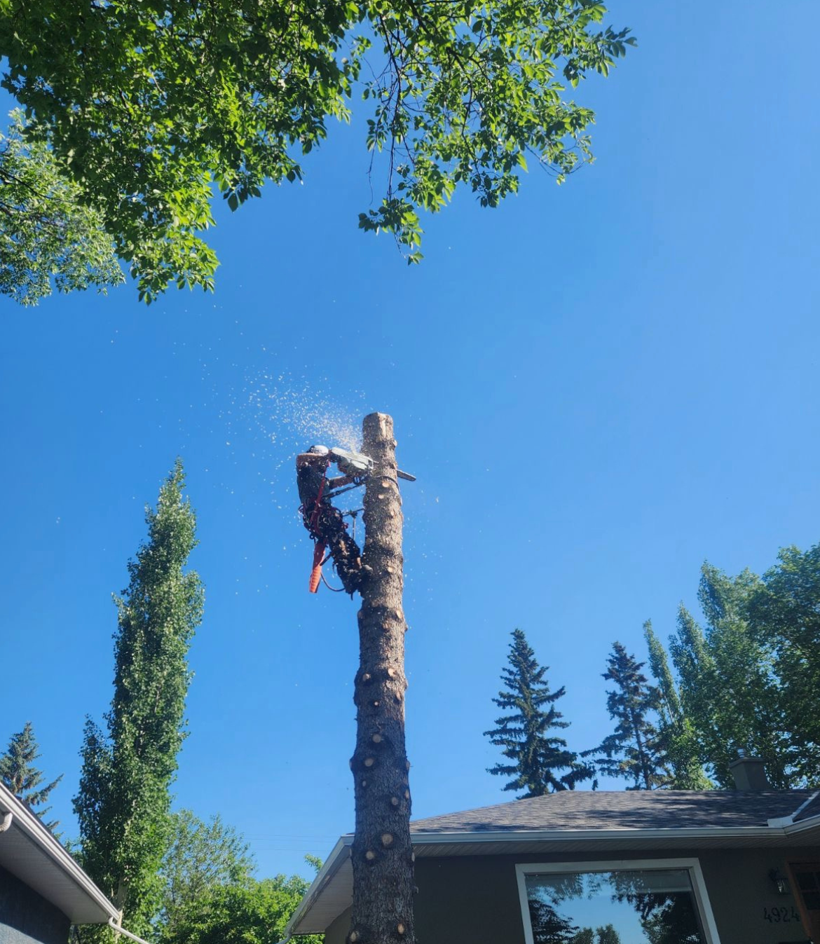 Topping cut on tree spar with sawdust spraying mid-air