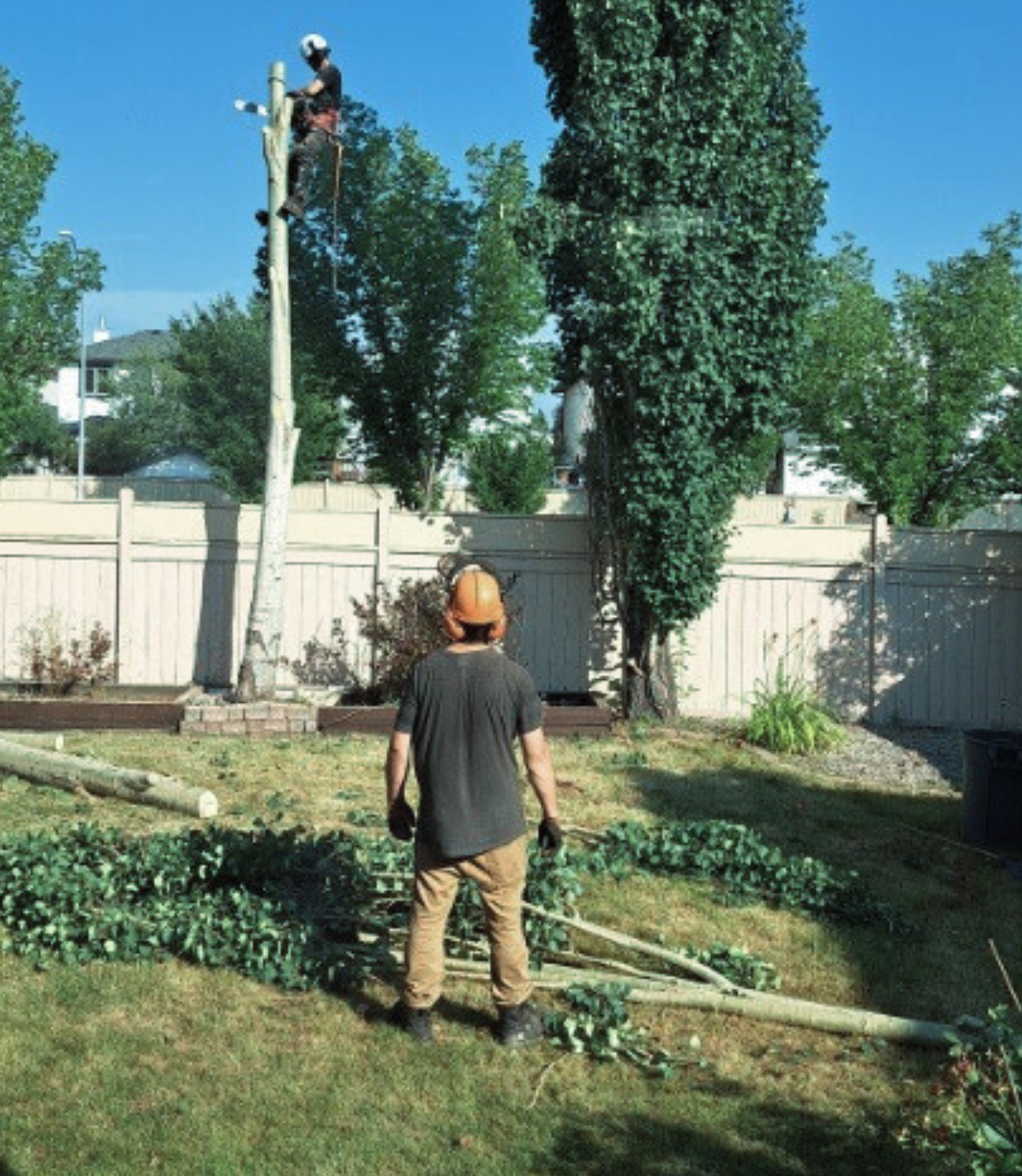 Aardvark crew working a residential backyard removal